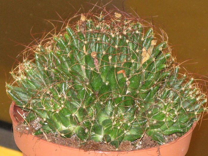 Mammillaria camptotricha