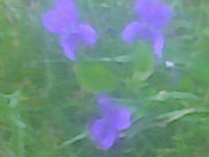 toporasi - florile mele 2010