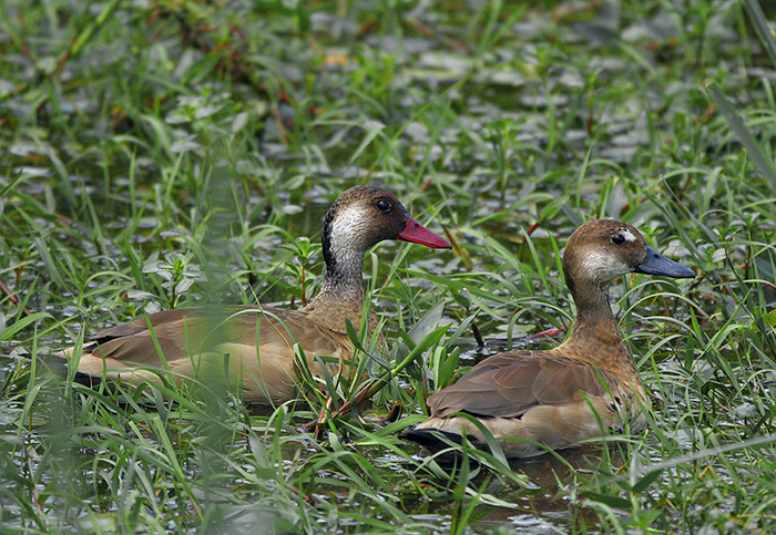 RATA AMAZONIANA