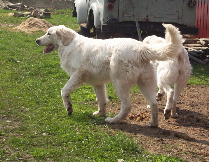 Turcu - 8 luni - Turcu - Mascul