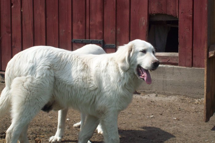 Turcu - 8 luni - Turcu - Mascul