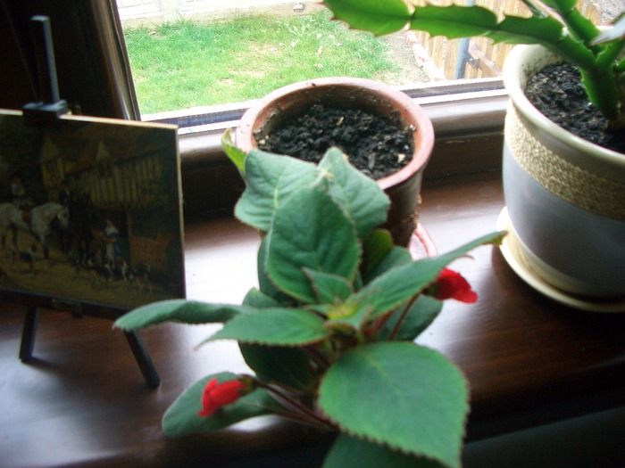 kohleria rosie - gloxinia-kohleria-achimenes