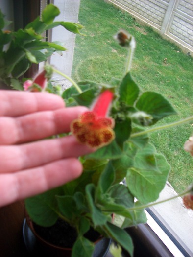 cb2 - gloxinia-kohleria-achimenes