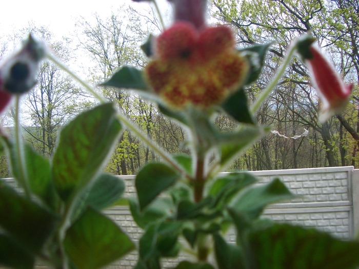 cb7 - gloxinia-kohleria-achimenes