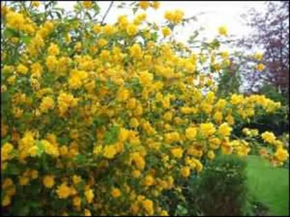 Kerria_japonica - flori- gradini