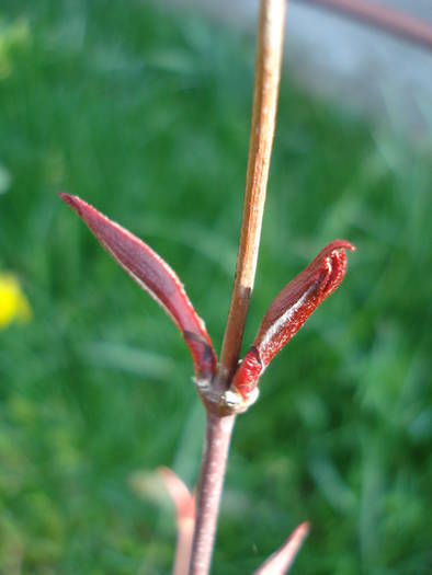 Acer palmatum Bloodgood (2009, Apr.05) - Acer palmatum Bloodgood