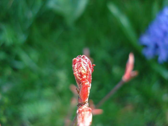 Acer palmatum Bloodgood (2009, Apr.05)