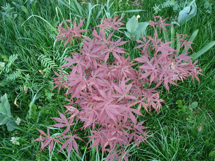 Acer palmatum Bloodgood (2009, Apr.18) - Acer palmatum Bloodgood