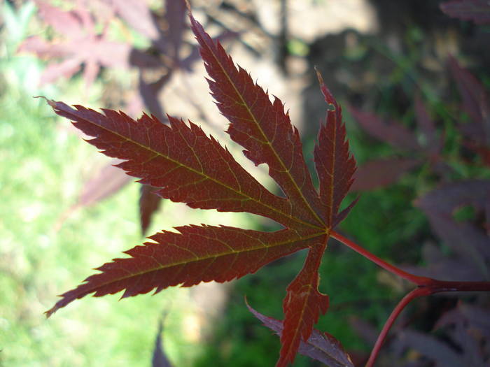 Acer palmatum Bloodgood (2009, Jun.03) - Acer palmatum Bloodgood