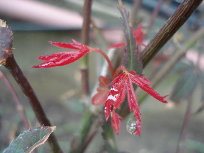 Acer palmatum Bloodgood (2009, Jun.23) - Acer palmatum Bloodgood