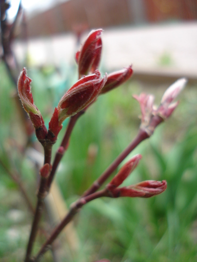 Acer palmatum Bloodgood (2010, Apr.03) - Acer palmatum Bloodgood