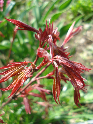 Acer palmatum Bloodgood (2010, Apr.08)