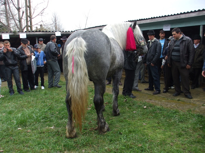 expozitie - Horses story