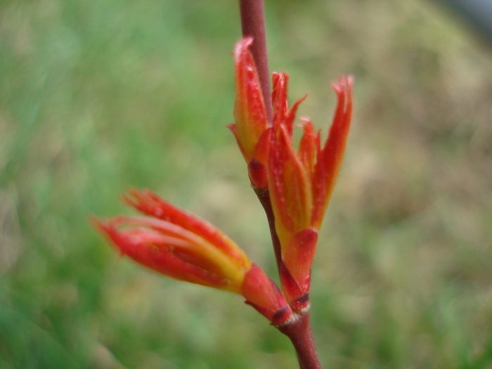 Acer palmatum Katsura (2010, March 27)