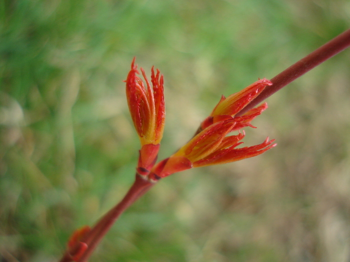 Japanese Maple Katsura (2010, Mar.27)