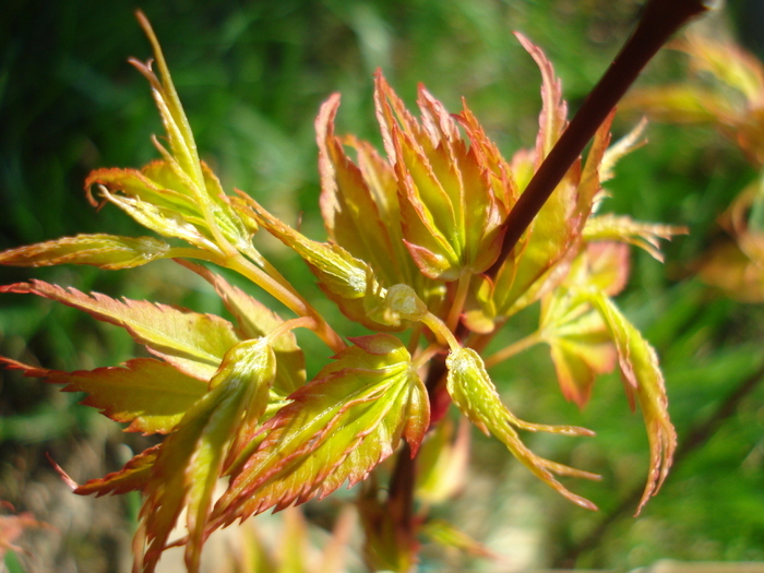 Japanese Maple Katsura (2010, April 08)