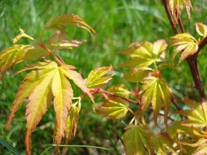 Japanese Maple Katsura (2010, April 10) - Acer palmatum Katsura