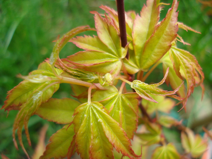 Acer palmatum Katsura (2010, April 12)