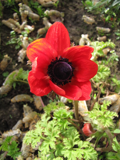 Anemona rosie 9 apr 2010 - anemone