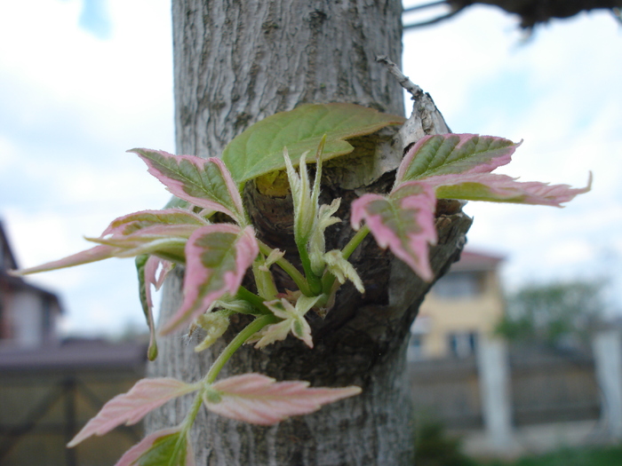 Acer negundo Flamingo (2010, April 12)