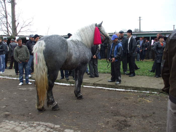 expozitie - Horses story