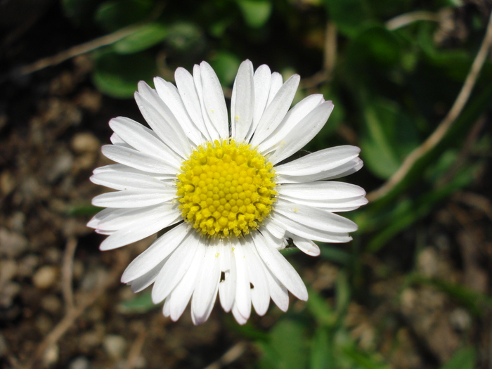 Bellis perennis (2010, April 09)