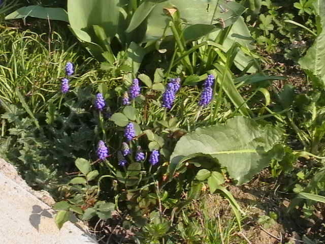 Picture 001 - gradina mea cu flori