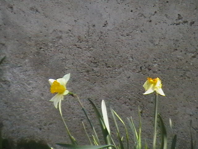 Picture 004 - gradina mea cu flori