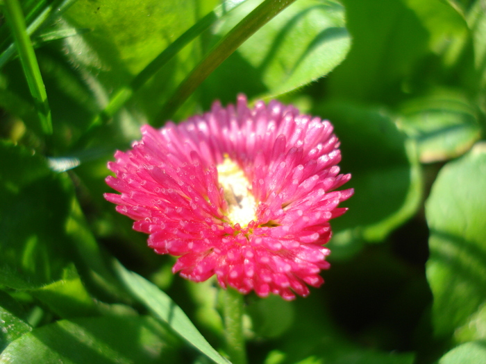 Bellis perennis (2010, April 10) - BELLIS Perennis