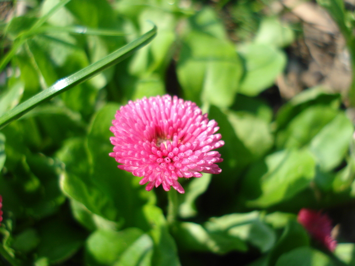 Bellis perennis (2010, April 10)