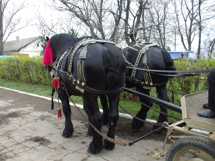 expo-Popouti.BT - Horses story