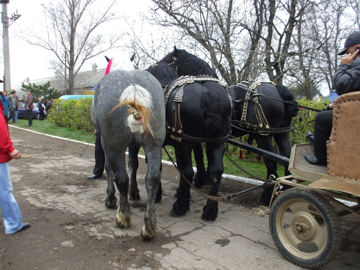 expozitie-64 - Horses story