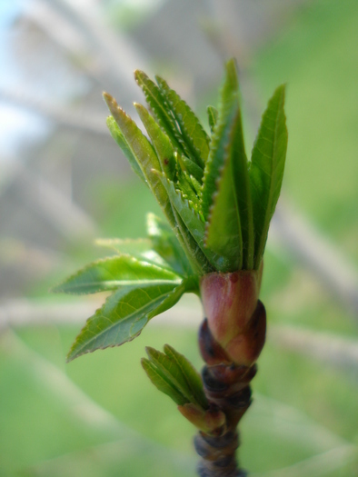 Liquidambar styraciflua (2010, April 10) - Liquidambar styraciflua