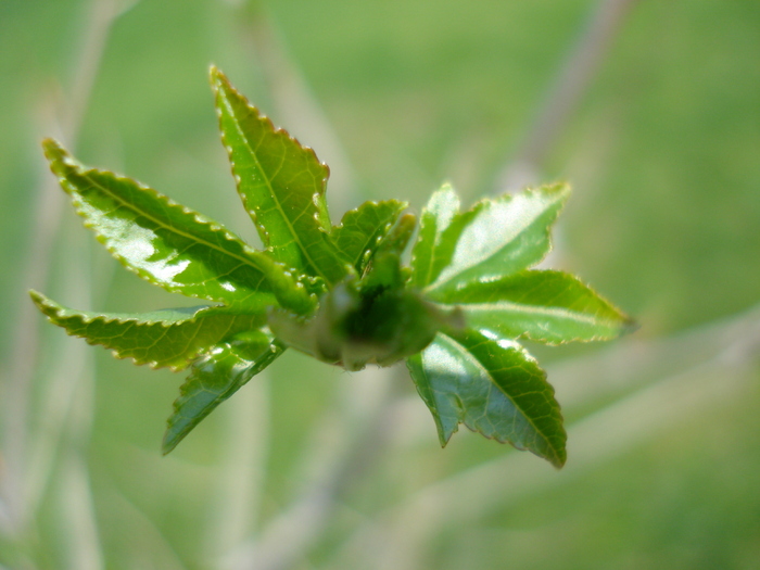 Liquidambar styraciflua (2010, April 10)