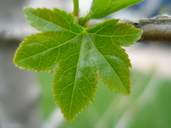 Liquidambar styraciflua (2010, April 11)