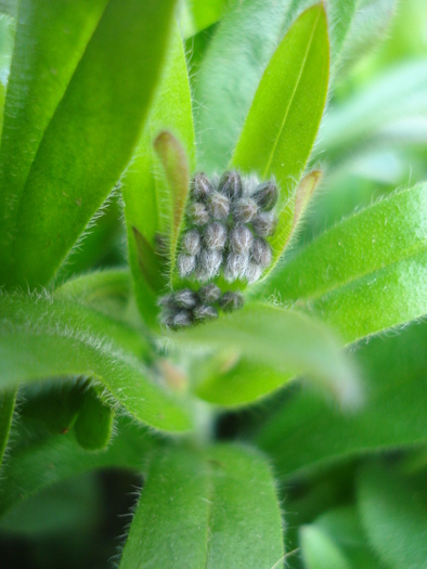 Myosotis alpestris (2010, April 10)