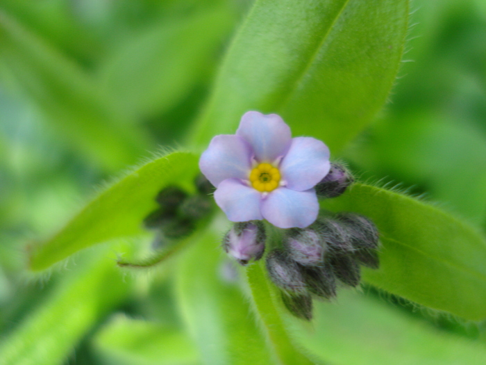 Myosotis alpestris (2010, April 12) - MYOSOTIS Alpestris