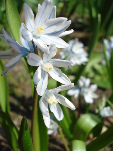 Puschkinia scilloides (2010, April 08) - PUSCHKINIA Scilloides