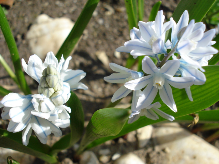 Puschkinia scilloides (2010, April 08) - PUSCHKINIA Scilloides