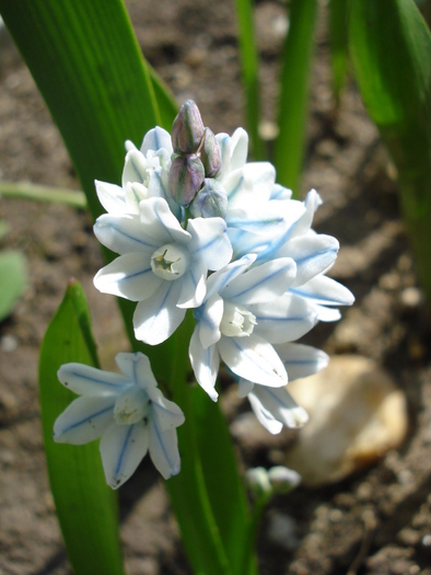 Puschkinia scilloides (2010, April 08) - PUSCHKINIA Scilloides