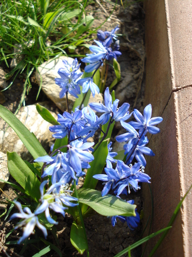 Scilla siberica (2010, April 10) - SCILLA Siberica_Siberian Squill