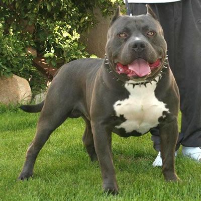 Pitbull; Pitbull Blue
