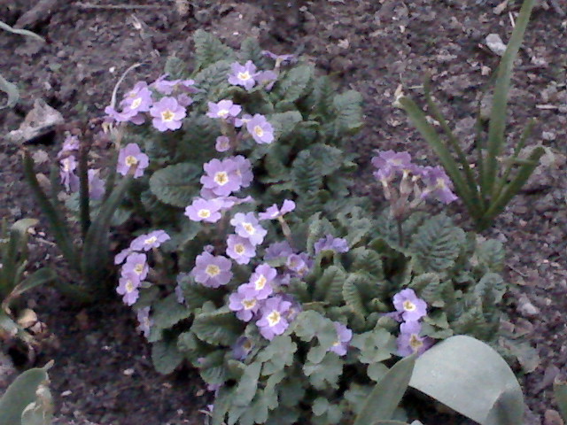 PRIMULA - GRADINA 2010