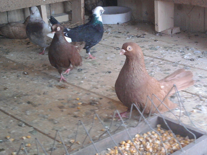 Fotografie0367 - b-jucatori de galati