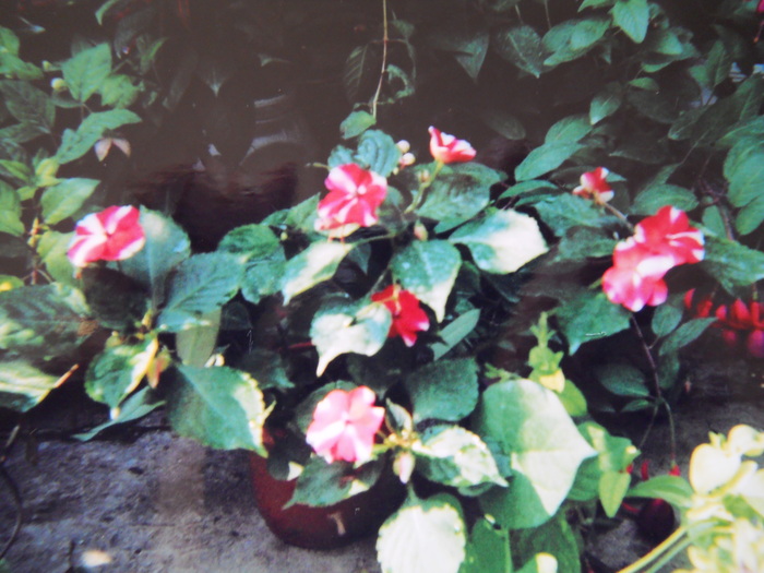 impatiens - 2  flori 2009