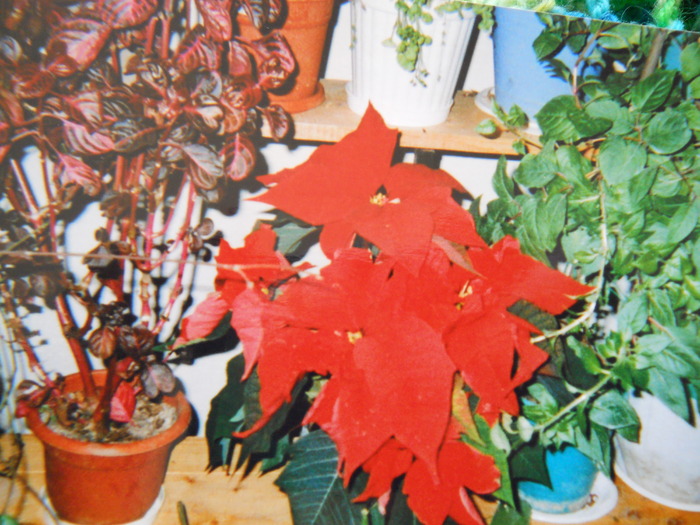 poinsettia