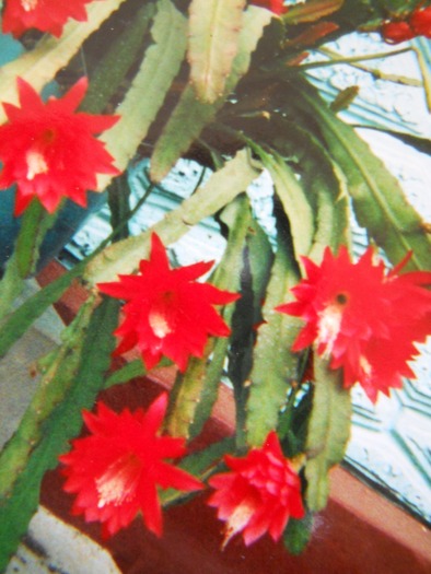 epiphyllum - 2  flori 2009