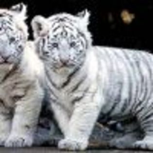 pui-de-tigru-adoptati-de-o-catelusa - tigrii