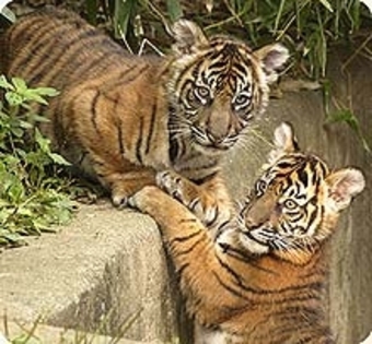 indonezian - tigrii