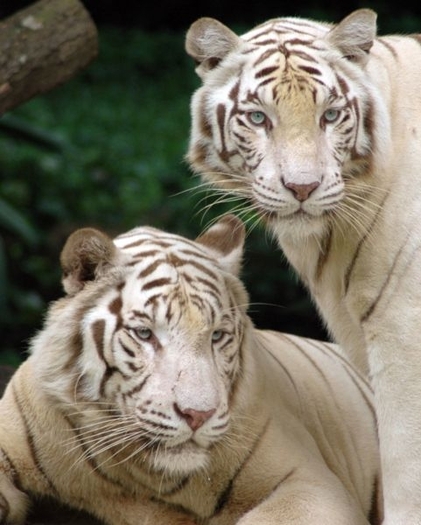 tigri - tigrii